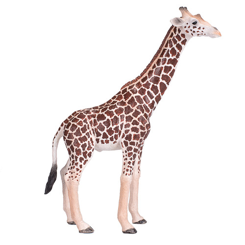 Giraffe male wild - giraffe,