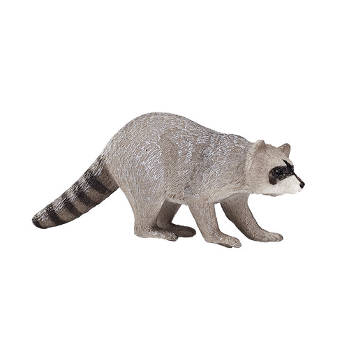 Mojo raccoon wild zoo - zoo, animals