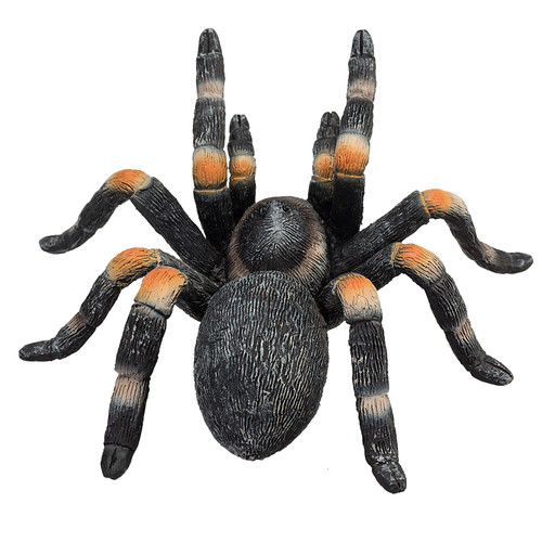 Red kneed tarantula wild - kneed,