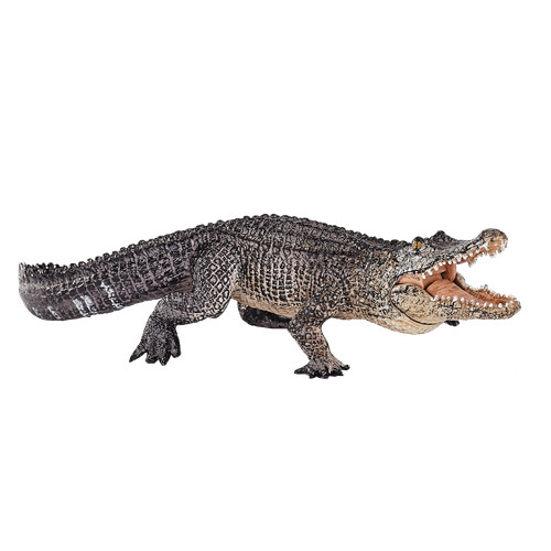 Mojo alligator moving jaw wild - alligator,