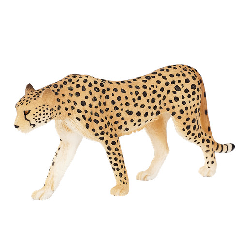 Mojo cheetah wild zoo animals - cheetah,