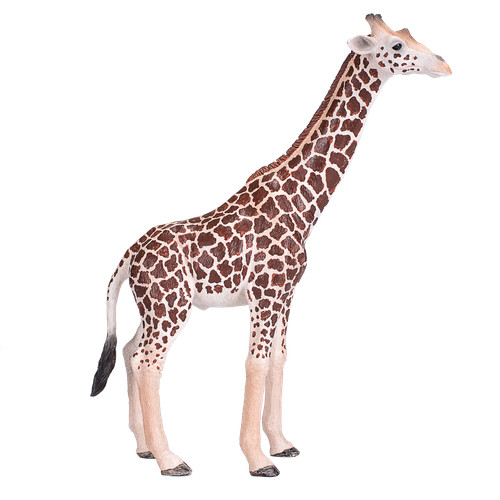 Mojo giraffe male - male, zoo