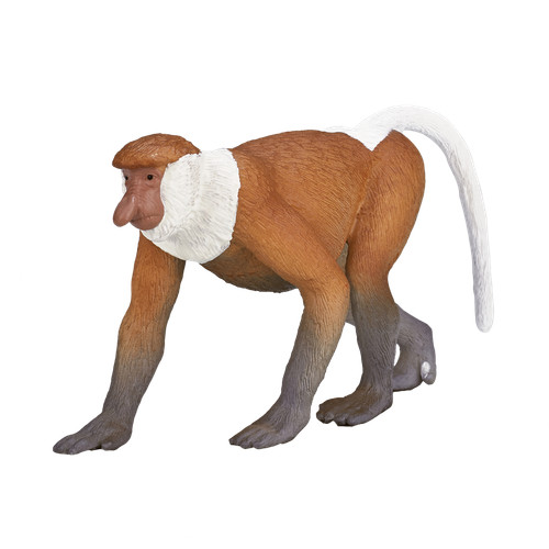Mojo proboscis monkey wild zoo - proboscis,