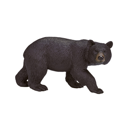 Black bear wild zoo animals - bear,