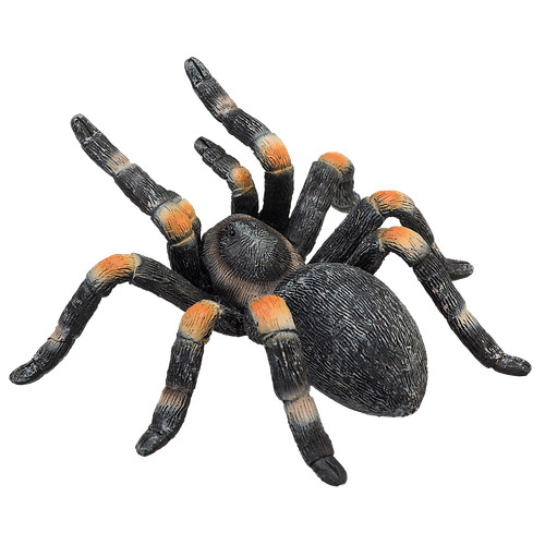 Mojo red kneed tarantula - red, wild