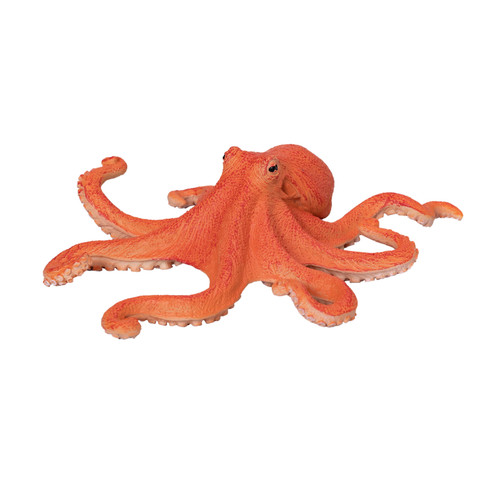 Octopus wild zoo animals play - wild,