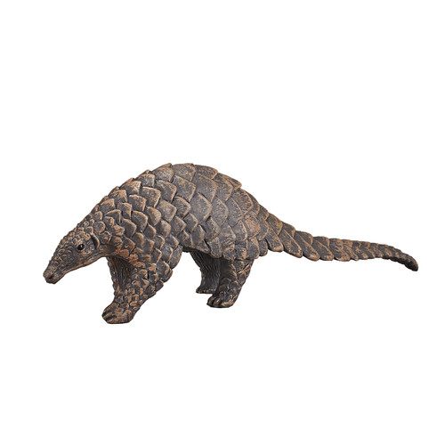 Indian pangolin wild - indian,