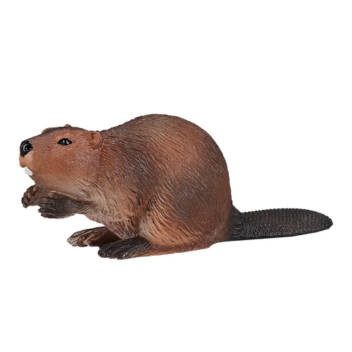 Mojo beaver wild zoo animals - beaver,
