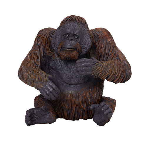 Mojo orangutan wild - orangutan,