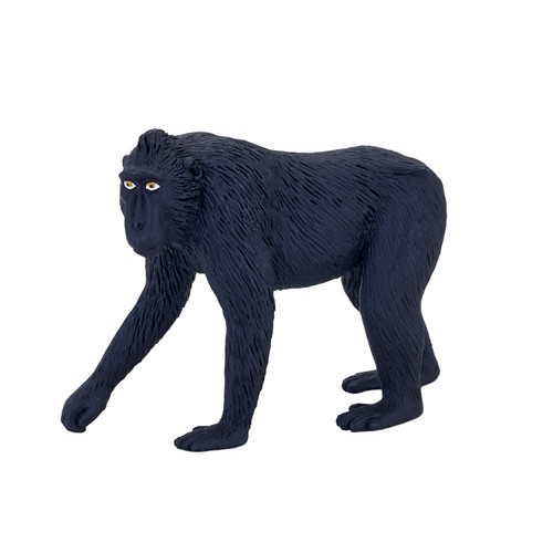 Black crested macaque - wild, zoo