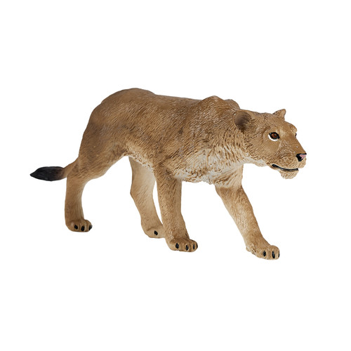 Lioness wild zoo - animals, play