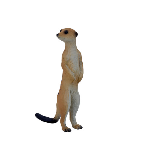 Mojo meerkat wild zoo animals - meerkat,