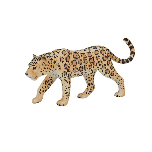 Mojo leopard wild zoo - wild,