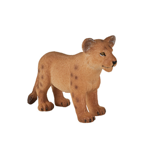 Mojo lion cub wild zoo - wild, animals